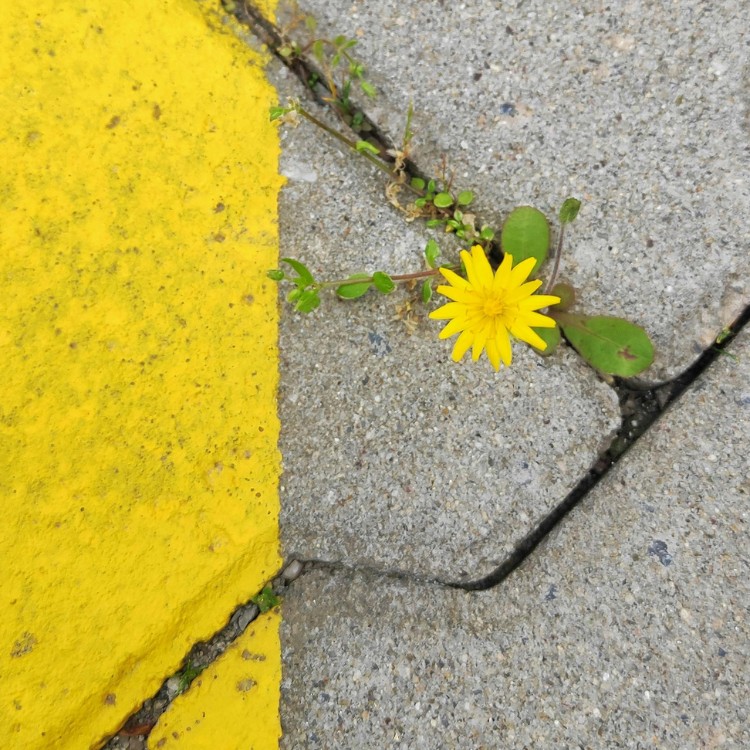 Concrete in Walnut Creek, CA Concrete in Walnut Creek, CA